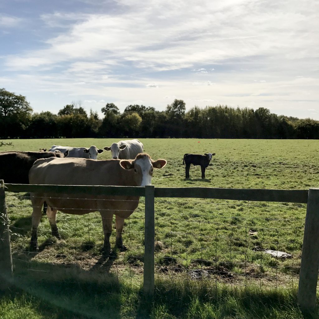 cows in countryside pasture in Benenden, England