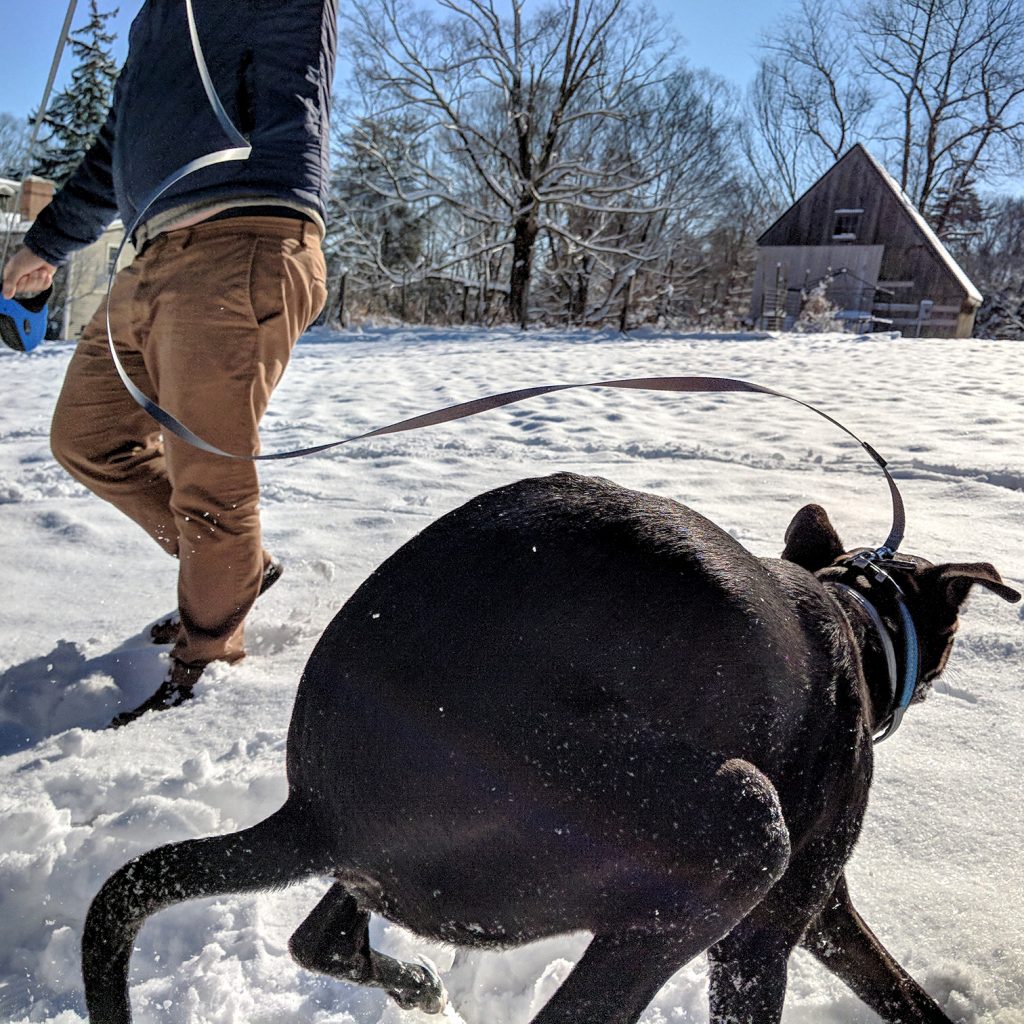 Odin zooms through the snow like a crazy dog