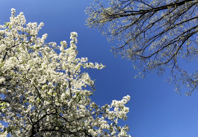 looking up at blooming trees