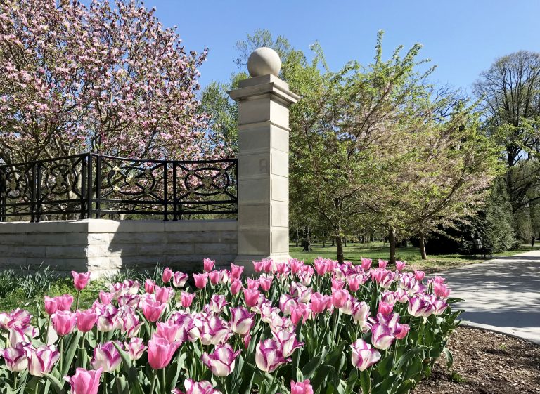 entry gate with tulips at tower grove park
